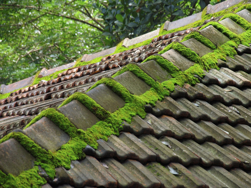 Démoussage de toiture dans l'Yonne